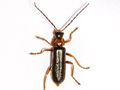 Cantharis flavilabris